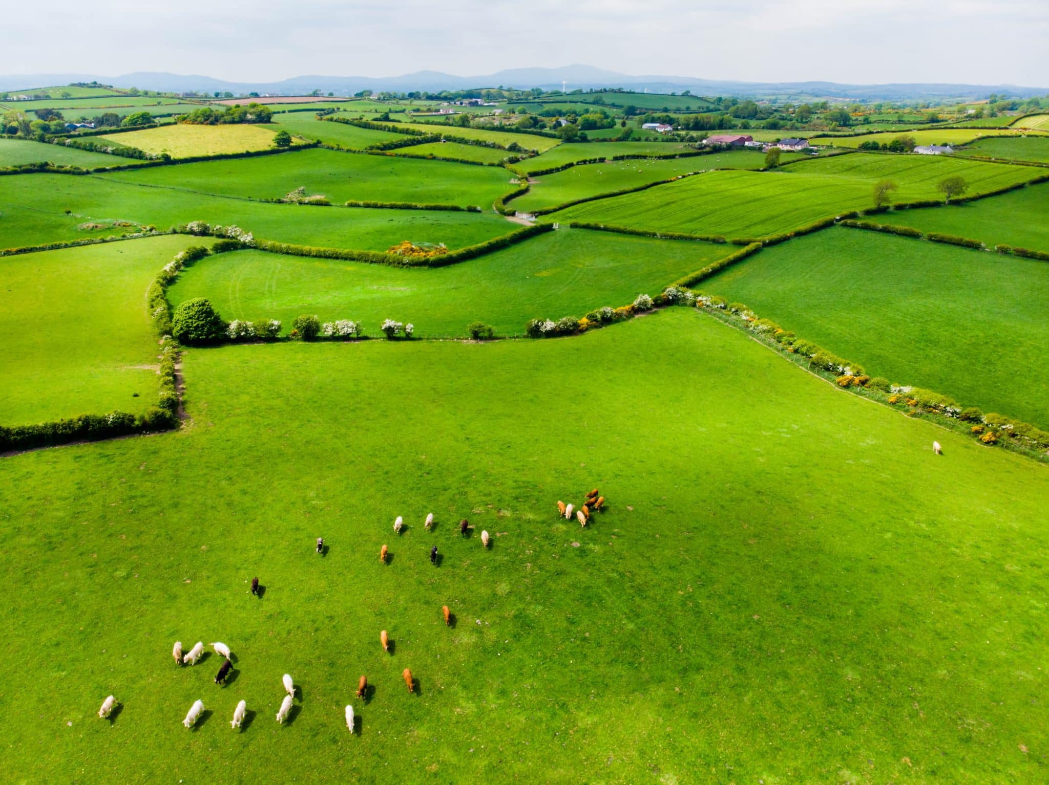 Ireland Deep Demonstration: Insights from national policy measures relevant to the land-agri-food system